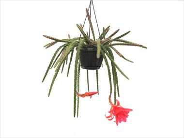 photo of flower to be used as: Pot Cactus Aporophyllum hybride