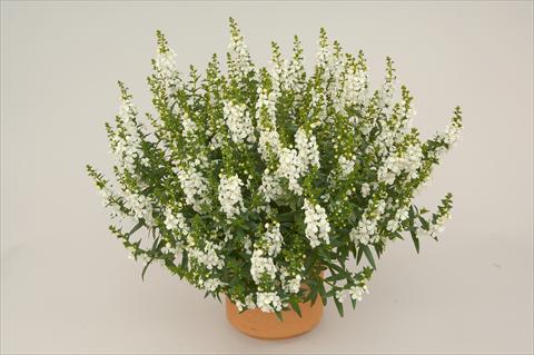 photo of flower to be used as: Patio, pot Angelonia angustifolia Alonia White