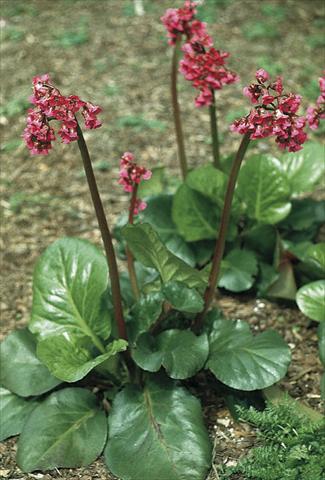 photo of flower to be used as: Bedding / border plant Bergenia cordifolia Rotblum
