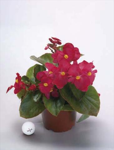 photo of flower to be used as: Pot, bedding, patio, basket Begonia x benariensis BIG Red Green Fogliage