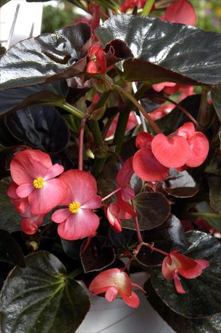 photo of flower to be used as: Pot and bedding Begonia x benariensis BIG Scarlet Bronze Leaf