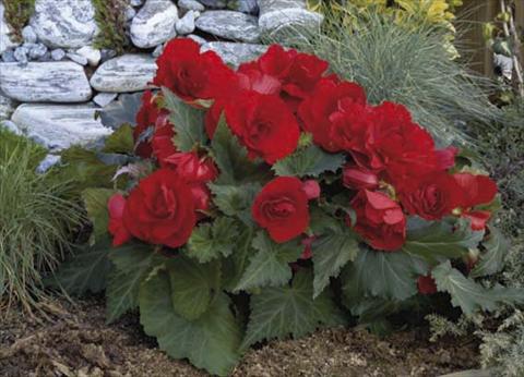 photo of flower to be used as: Pot, bedding, patio, basket Begonia tuberosa Go Early F1 Red