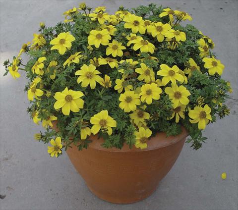 photo of flower to be used as: Pot, bedding, patio Bidens ferulifolia Golddust Yellow