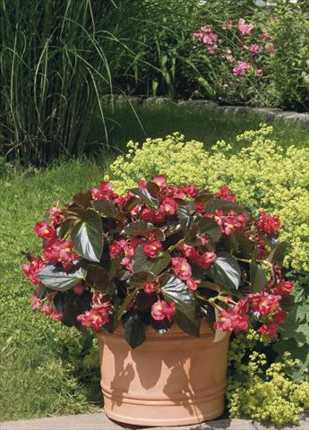 photo of flower to be used as: Pot, bedding, patio, basket Begonia x benariensis BIG