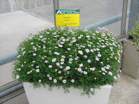 photo of flower to be used as: Pot, patio, basket Brachyscome Surdaisy® Mauve