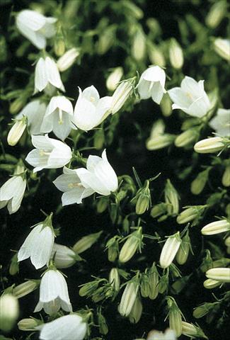 photo of flower to be used as: Bedding / border plant Campanula cochleariifolia Bavaria White