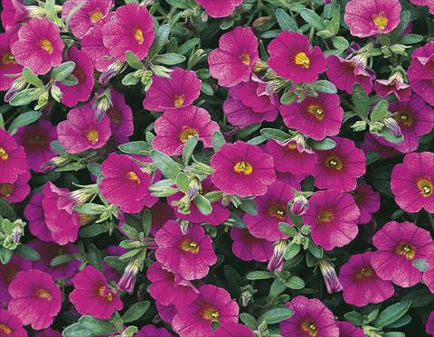 photo of flower to be used as: Pot, bedding, patio, basket Calibrachoa Callie® Rose