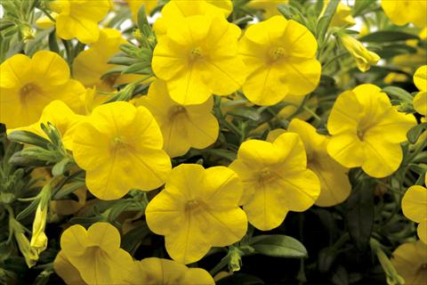 photo of flower to be used as: Pot, bedding, patio, basket Calibrachoa Callie® Deep Yellow