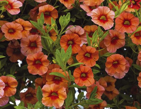 photo of flower to be used as: Pot, bedding, patio, basket Calibrachoa Callie® Orange 08