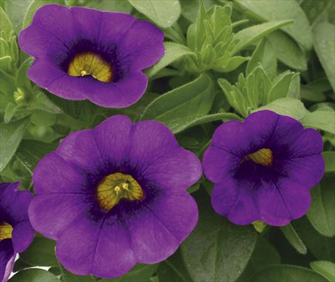 photo of flower to be used as: Pot, bedding, patio, basket Calibrachoa Callie® Purple