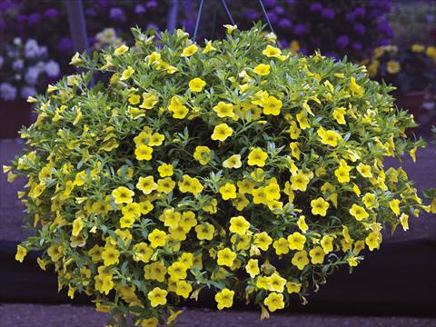 photo of flower to be used as: Pot, bedding, patio, basket Calibrachoa Callie® Yellow 08