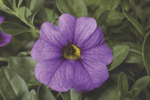 photo of flower to be used as: Pot, bedding, patio, basket Calibrachoa Callie® Light Blue