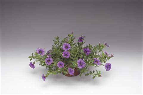 photo of flower to be used as: Pot, bedding, patio, basket Calibrachoa Callie® Light Blue