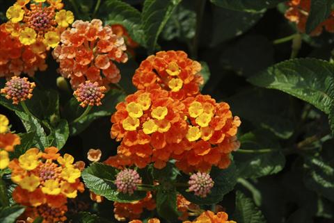 photo of flower to be used as: Pot, bedding, patio, basket Lantana camara TOP Calippo Mandarin