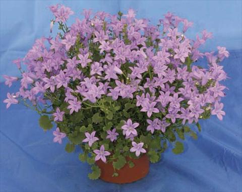 photo of flower to be used as: Pot and bedding Campanula portenschlagiana Catharina Improved