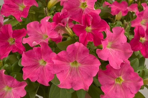 photo of flower to be used as: Pot, patio, basket Petunia Candy Pink Ray