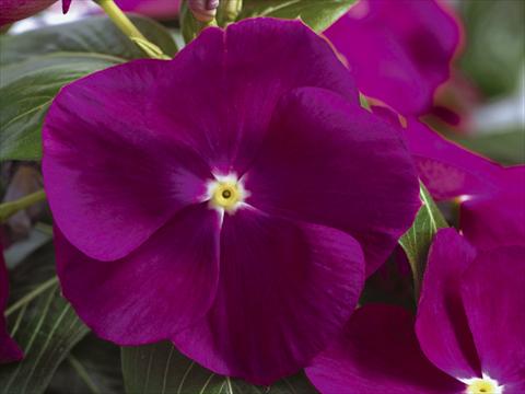 photo of flower to be used as: Pot and bedding Catharanthus roseus - Vinca Nirvana© Violet