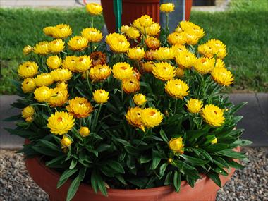 photo of flower to be used as: Pot and bedding Helichrysum (Bracteantha) Dazette Mambo