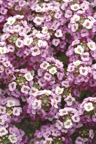photo of flower to be used as: Pot and bedding Alyssum maritimum Clear Crystal Lavender Shades