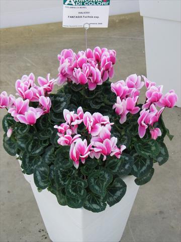 photo of flower to be used as: Pot Cyclamen persicum Halios® Fantasia Fuchsia