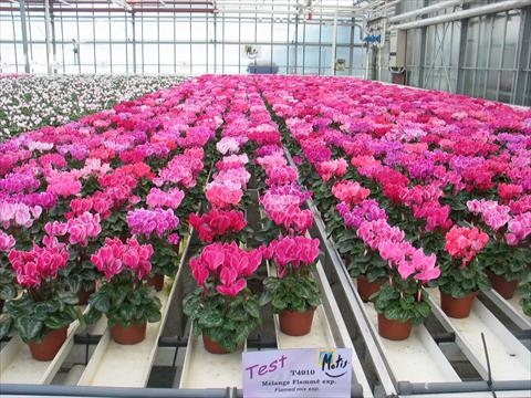photo of flower to be used as: Pot and bedding Cyclamen persicum Metis® Mélange Flammé