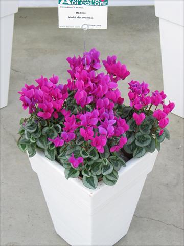photo of flower to be used as: Pot and bedding Cyclamen persicum Metis® Violet Decora
