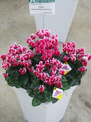photo of flower to be used as: Pot and bedding Cyclamen persicum Tianis® Fantasia Magenta Foncé