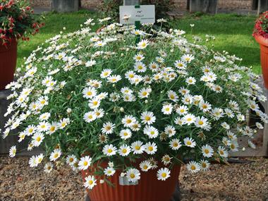 photo of flower to be used as: Pot, bedding, patio Argyranthemum Polly
