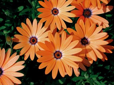 photo of flower to be used as: Pot, bedding, patio Osteospermum Orange Symphony