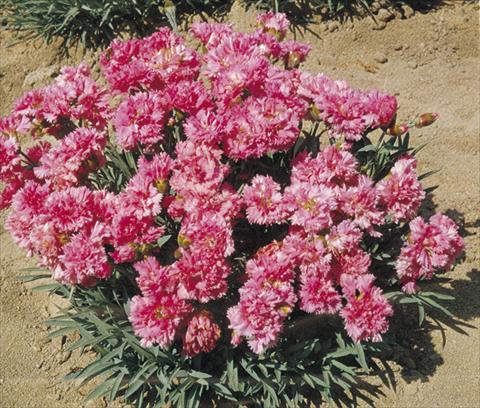 photo of flower to be used as: Pot and bedding Dianthus plumarius Pink Tones