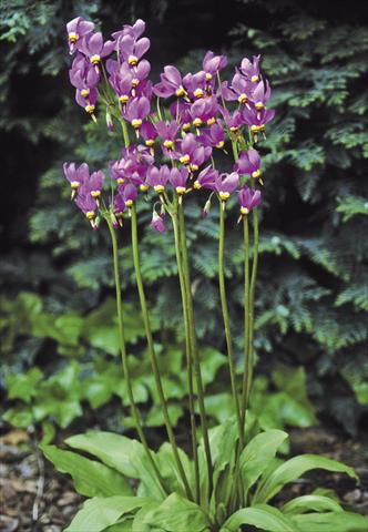 photo of flower to be used as: Bedding / border plant Dodecatheon meadia Goliath