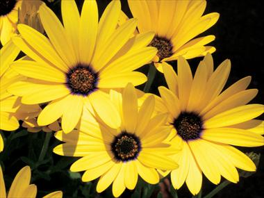 photo of flower to be used as: Pot, bedding, patio Osteospermum Banana Symphony