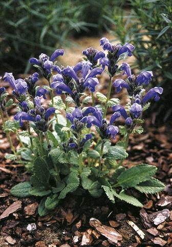 photo of flower to be used as: Bedding / border plant Draocephalum grandiflorum Altai Blue