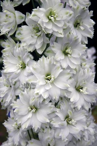 photo of flower to be used as: Bedding / border plant Delphinium elatum New Millennium Series Double Innocence