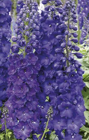 photo of flower to be used as: Bedding / border plant Delphinium elatum New Millennium Series Pagan Purples