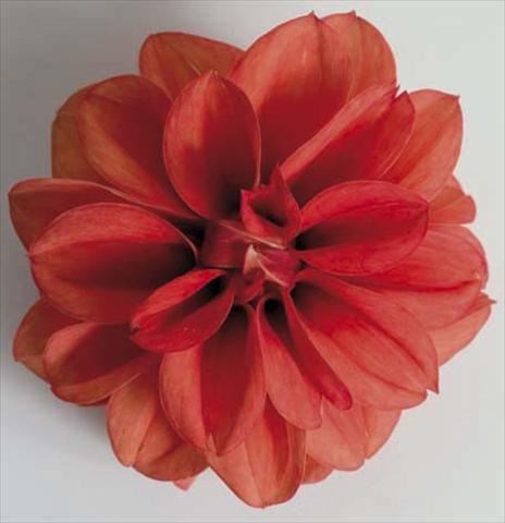 photo of flower to be used as: Pot, bedding, patio, basket Dahlia Dali Orange