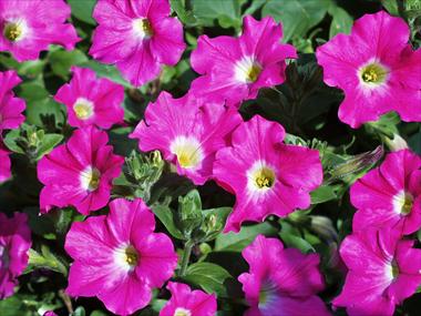 photo of flower to be used as: Pot, patio, basket Petunia pendula Conchita Pink Kiss