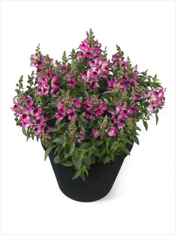 photo of flower to be used as: Basket / Pot Antirrhinum majus Diana Lilac