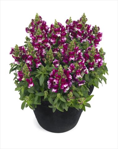photo of flower to be used as: Basket / Pot Antirrhinum majus Diana Purple White