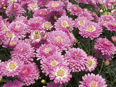 photo of flower to be used as: Pot and bedding Argyranthemum Pomponette Pink