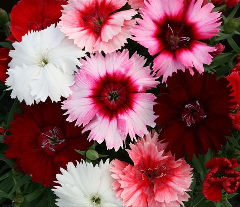 photo of flower to be used as: Pot, bedding, patio Dianthus Dynamic
