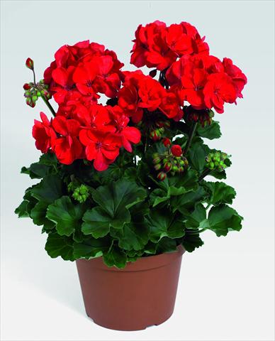 photo of flower to be used as: Pot, bedding, patio Pelargonium zonale RED FOX Savannah Red
