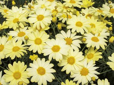 photo of flower to be used as: Pot and bedding Argyranthemum Courtyard Citronelle