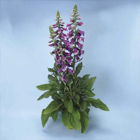 photo of flower to be used as: Pot and bedding Digitalis purpurea Dalmatian F1 Purple
