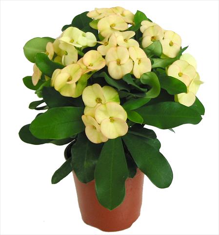photo of flower to be used as: Pot Euphorbia x martinii Dinni