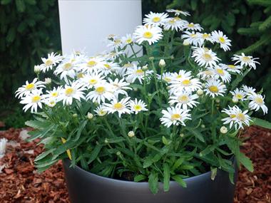 photo of flower to be used as: Pot, bedding, patio Leucanthemum Angel