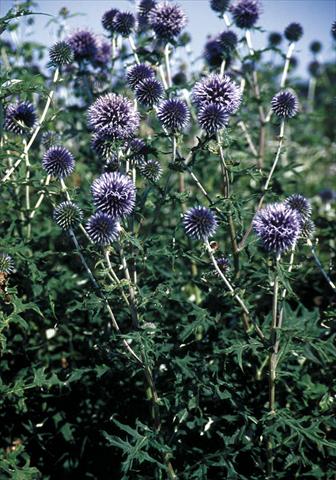 photo of flower to be used as: Bedding / border plant Echinops bannaticus Blue Glow