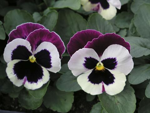 photo of flower to be used as: Pot and bedding Viola wittrockiana Earlyflorian Cassis