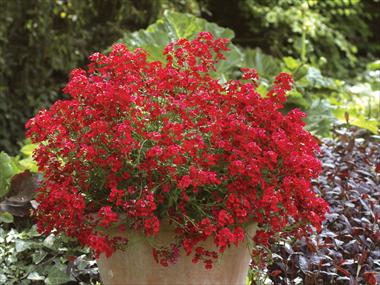 photo of flower to be used as: Pot, patio, basket Nemesia Sunsatia™ Cranberry