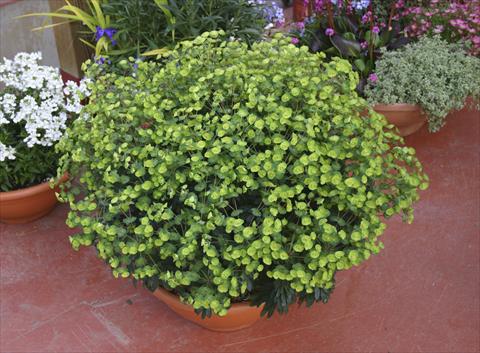 photo of flower to be used as: Pot, bedding, patio Euphorbia x martinii Antigone